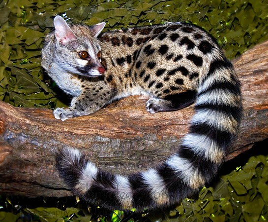 small-spotted-genet-nice